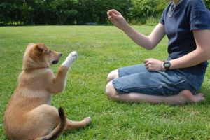 Phương phát và kỹ thuật huấn luyện chó cơ bản