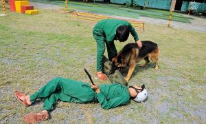 Trường huấn luyện chó nghiệp vụ tốt nhất tại Tphcm